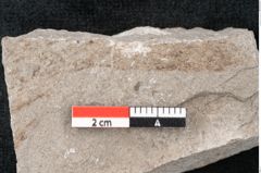 Foto (Detailansicht) von Plantae indet.  (NHMW-GEO-2024-0188-6701)